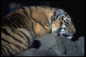 Tiger Cub Calgary Zoo